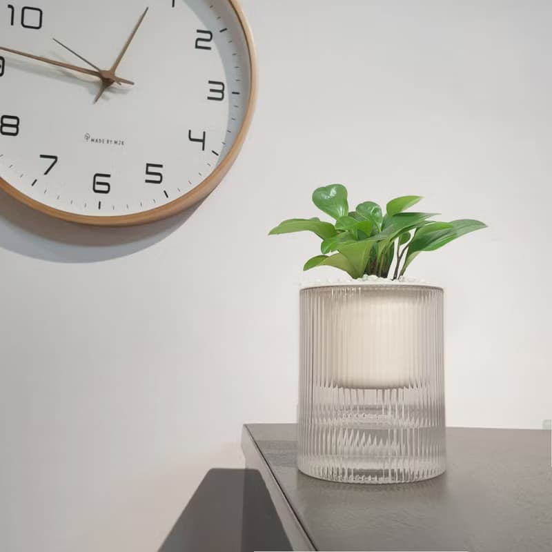 植栽 室內盆栽 圓葉椒草 圓圓金幣