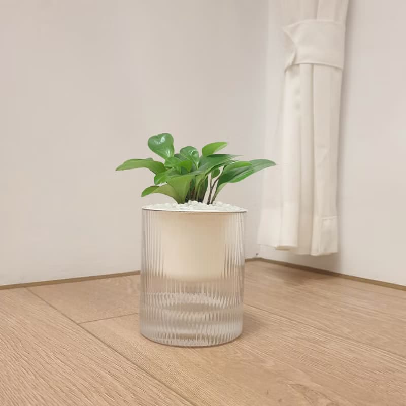 植栽 室內盆栽 圓葉椒草 圓圓金幣