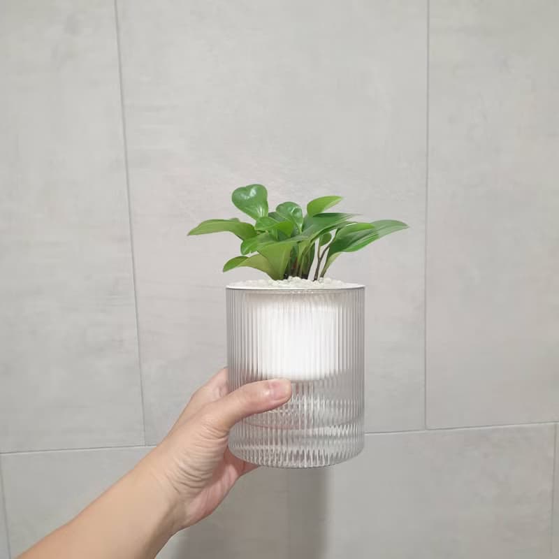 植栽 室內盆栽 圓葉椒草 圓圓金幣