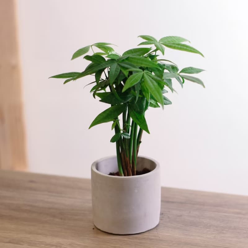 馬拉巴栗盆栽 發財樹