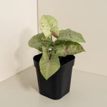 Milk 牛奶紙屑合果芋