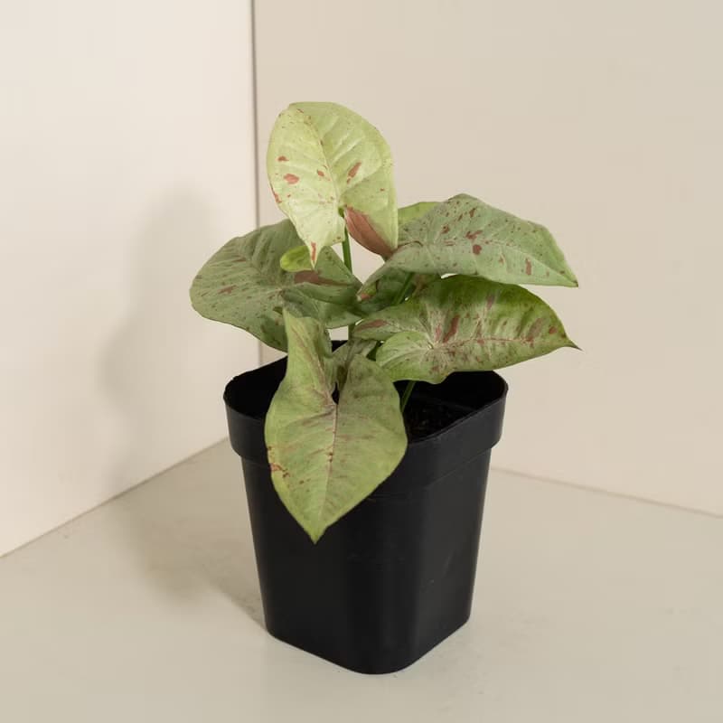 Milk 牛奶紙屑合果芋