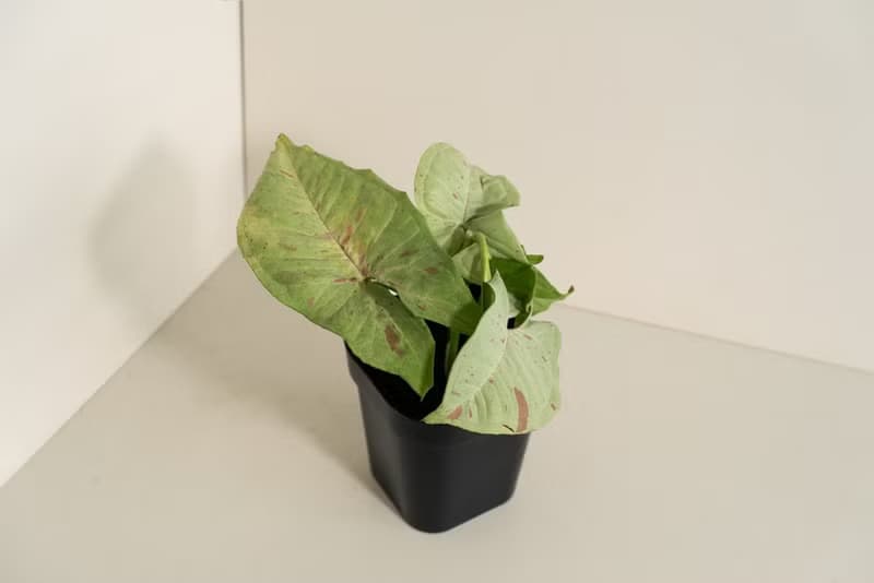 Milk 牛奶紙屑合果芋
