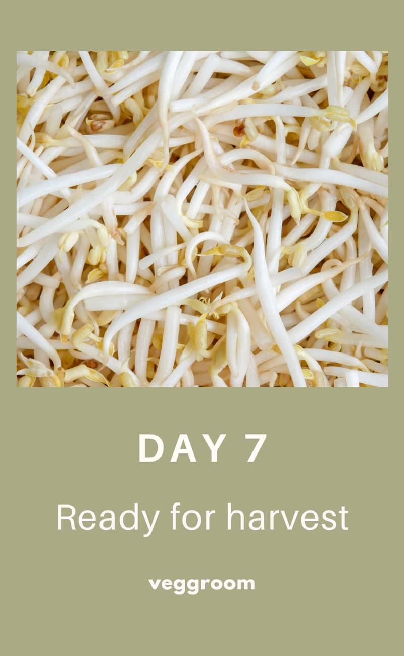 【種植教學系列】【環保禮物】 芽菜種植瓶+種子 交換聖誕禮物