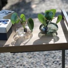水培植栽│荷葉椒草_室內植物 辦公室盆栽 店內擺設 送禮