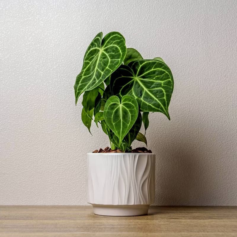 圓葉花燭 流線白陶盆栽 開幕盆栽推薦 桌上盆栽 送禮