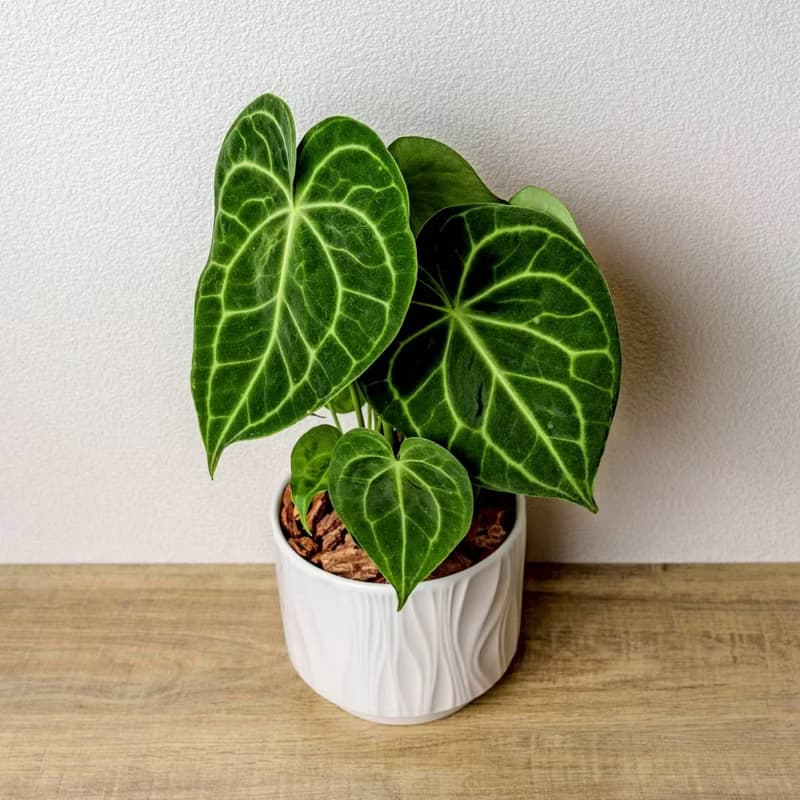 圓葉花燭 流線白陶盆栽 開幕盆栽推薦 桌上盆栽 送禮