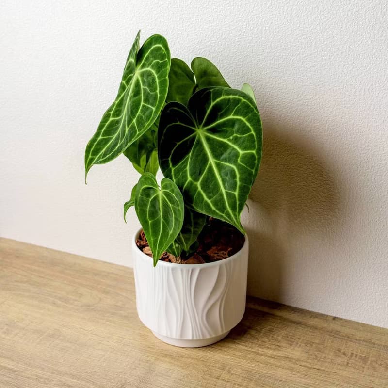 圓葉花燭 流線白陶盆栽 開幕盆栽推薦 桌上盆栽 送禮