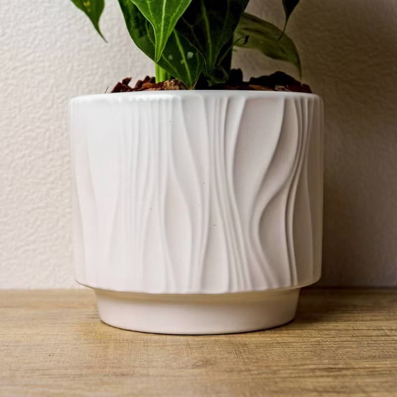 圓葉花燭 流線白陶盆栽 開幕盆栽推薦 桌上盆栽 送禮