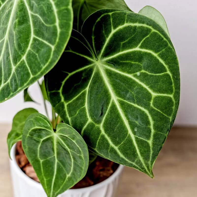 圓葉花燭 流線白陶盆栽 開幕盆栽推薦 桌上盆栽 送禮