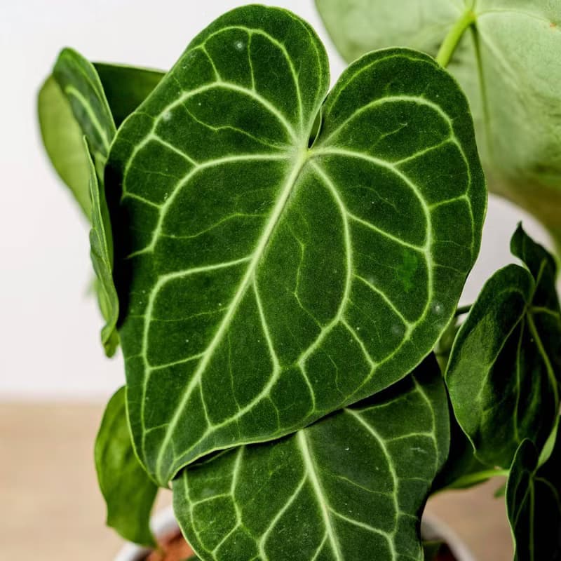 圓葉花燭 流線白陶盆栽 開幕盆栽推薦 桌上盆栽 送禮