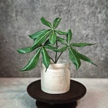 馬拉巴栗 發財樹 －手工革製小盆栽 送禮