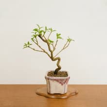 小品盆栽・李氏櫻桃