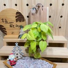 【植蕨所在】 陽光心葉蔓綠絨 上板植物 水苔植物上板 觀葉植物