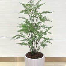 自然感叢生蕨樹植栽 免運專人配送限雙北市 其餘地區需補運費