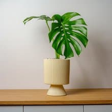 龜背芋米黃色直紋盆栽 開幕盆栽推薦