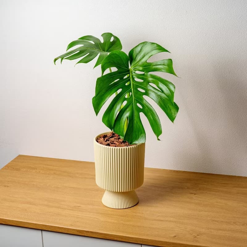 龜背芋米黃色直紋盆栽 開幕盆栽推薦