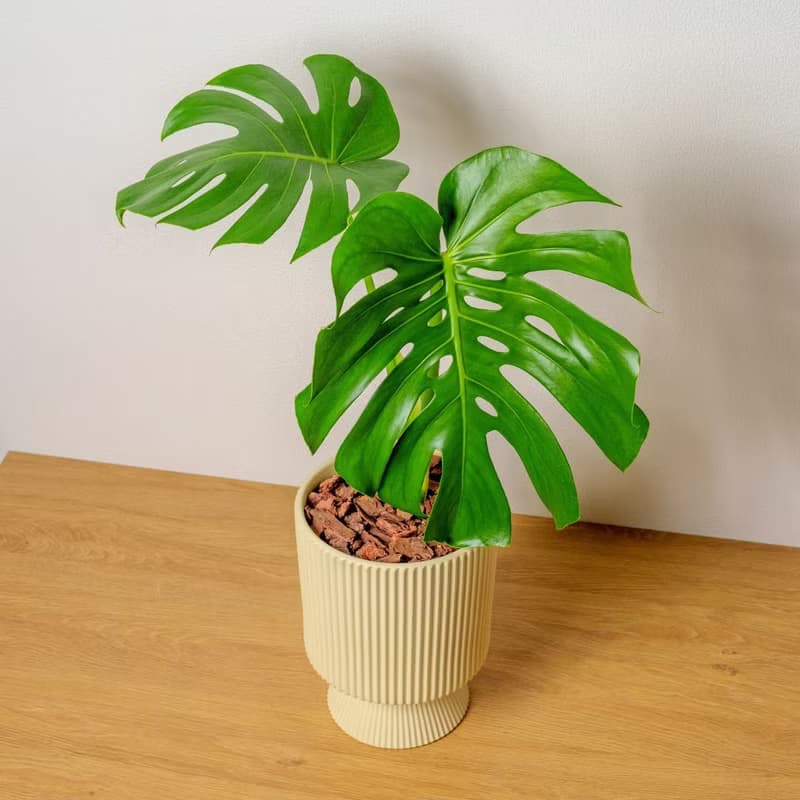 龜背芋米黃色直紋盆栽 開幕盆栽推薦