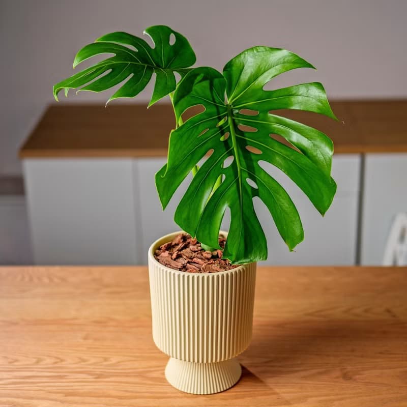 龜背芋米黃色直紋盆栽 開幕盆栽推薦