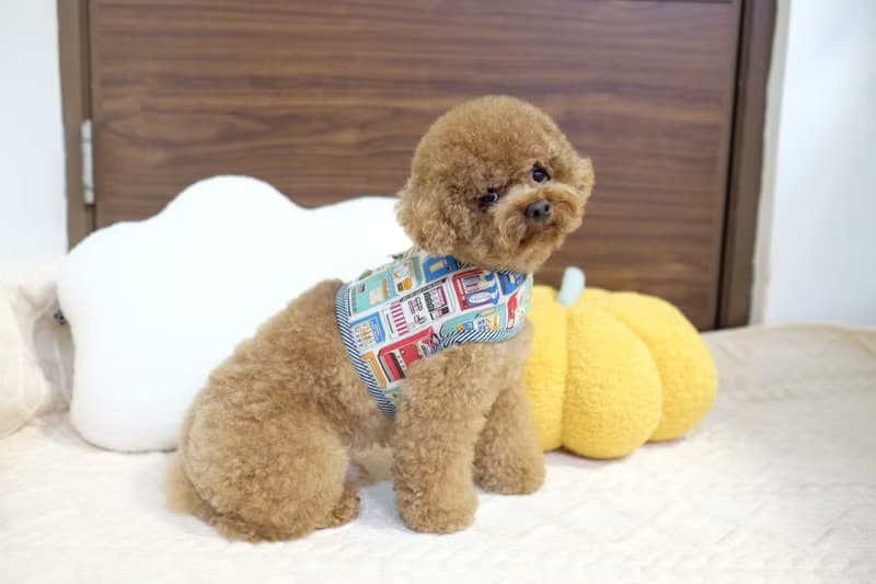 全圖案 (家樂氏/懷舊朱古力/販賣機) harness