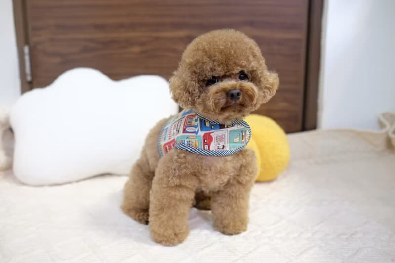 全圖案 (家樂氏/懷舊朱古力/販賣機) harness