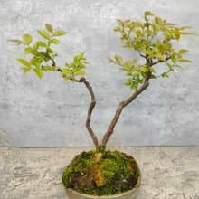 陶盆雙幹台灣櫸樹