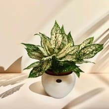 【空氣淨化機】寶玉桌上型盆栽簡約觀葉植物送禮自用浴室客廳擺設