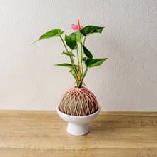 苔球植物 粉紅火鶴墨綠苔球加磨砂高腳缽 苔球 苔玉 禮物 送禮