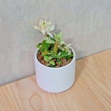 初雪葛 莫蘭迪色系直紋陶盆 室內植物 觀葉植物 禮物 盆栽