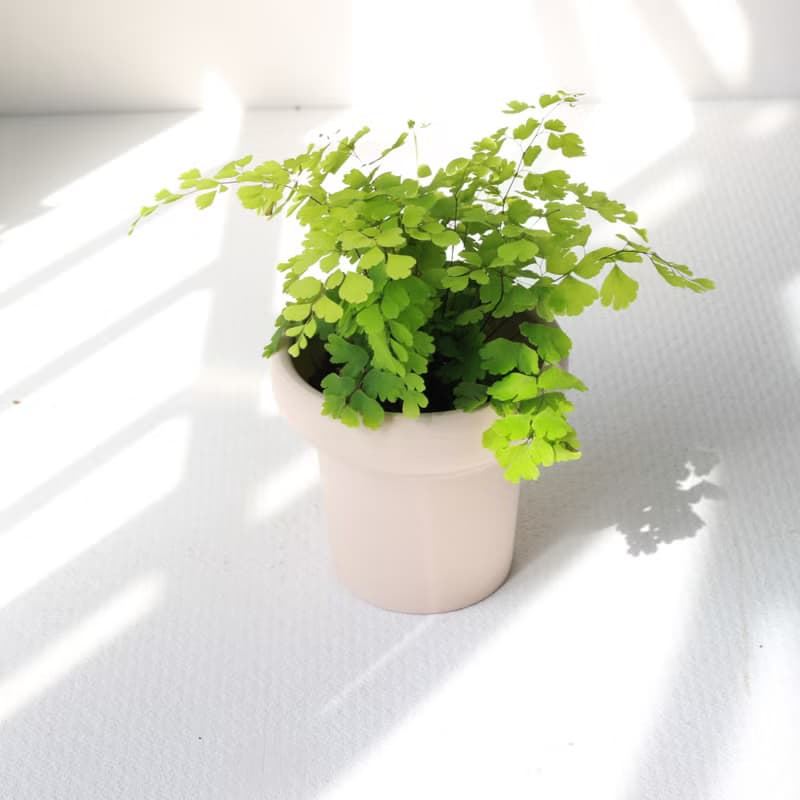 植栽 盆栽 l 鐵線蕨  植物浪漫系教主 室內植物 辦公室盆栽