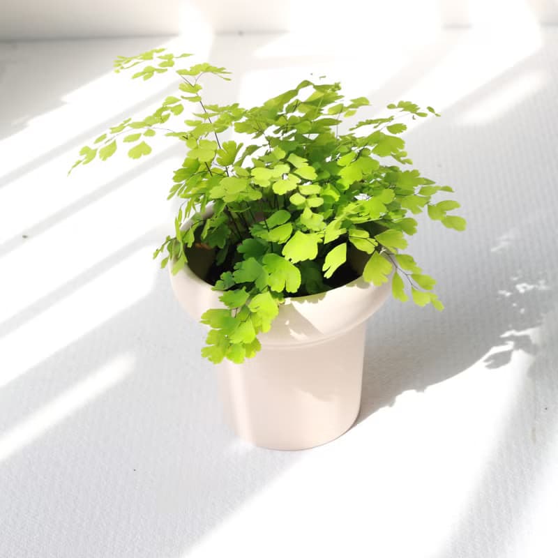 植栽 盆栽 l 鐵線蕨  植物浪漫系教主 室內植物 辦公室盆栽