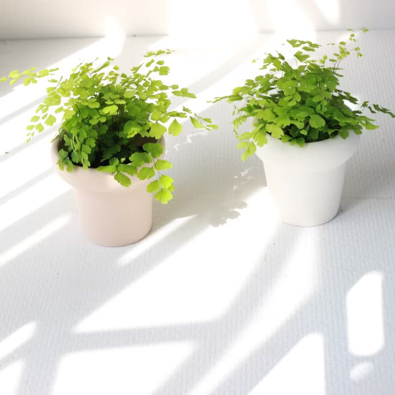 植栽 盆栽 l 鐵線蕨  植物浪漫系教主 室內植物 辦公室盆栽