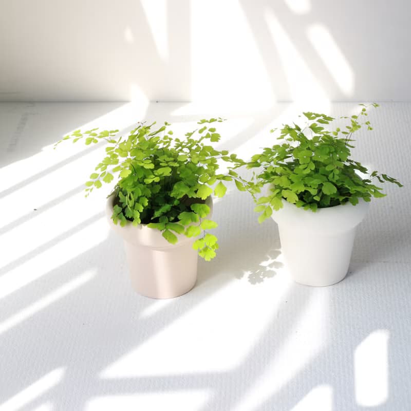 植栽 盆栽 l 鐵線蕨  植物浪漫系教主 室內植物 辦公室盆栽