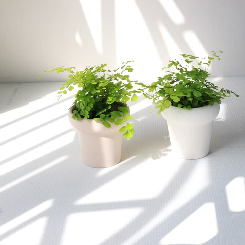 植栽 盆栽 l 鐵線蕨  植物浪漫系教主 室內植物 辦公室盆栽