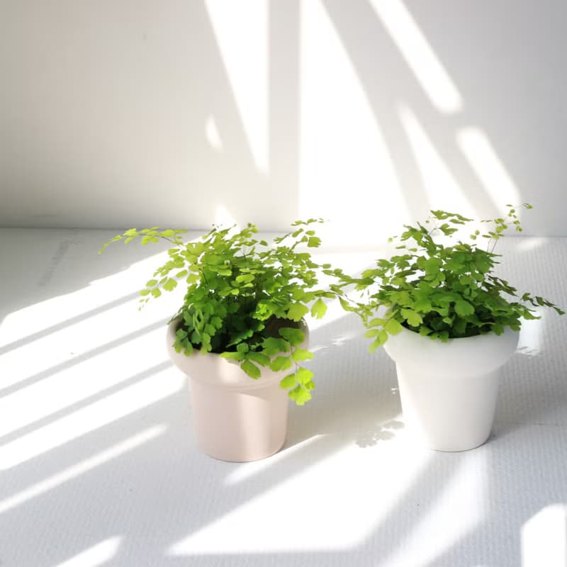 植栽 盆栽 l 鐵線蕨  植物浪漫系教主 室內植物 辦公室盆栽