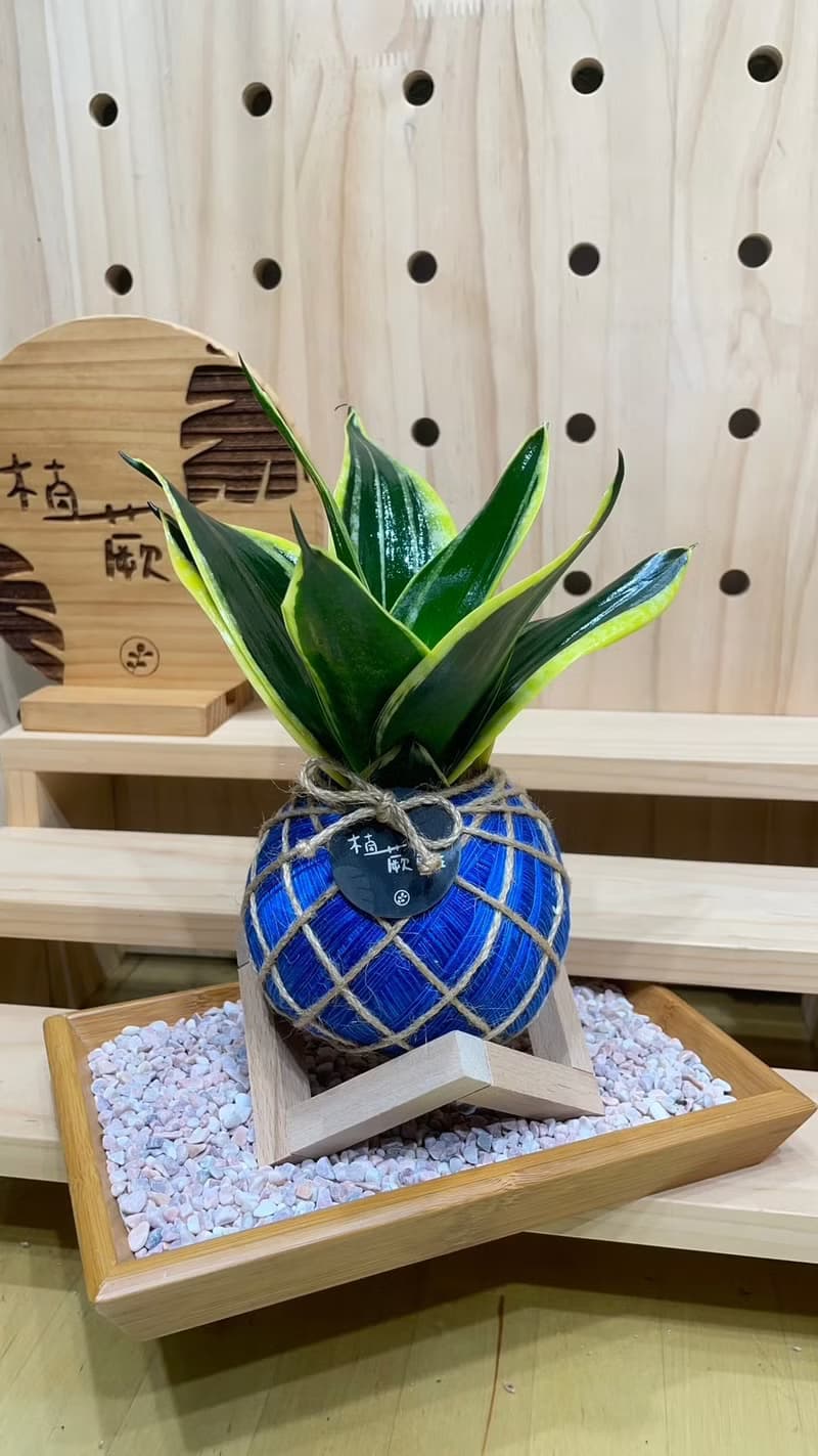 短虎尾蘭 手工製作 水苔球植物 室內植物 天然空氣清淨機