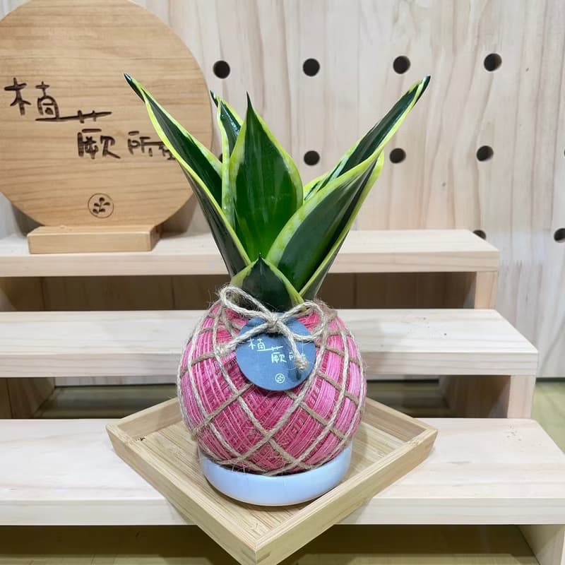 短虎尾蘭 手工製作 水苔球植物 室內植物 天然空氣清淨機
