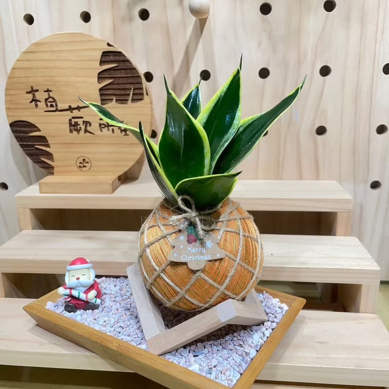 短虎尾蘭 手工製作 水苔球植物 室內植物 天然空氣清淨機