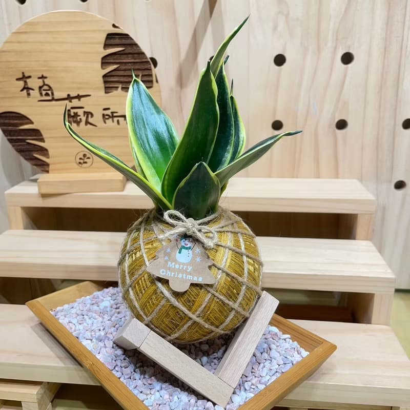 短虎尾蘭 手工製作 水苔球植物 室內植物 天然空氣清淨機