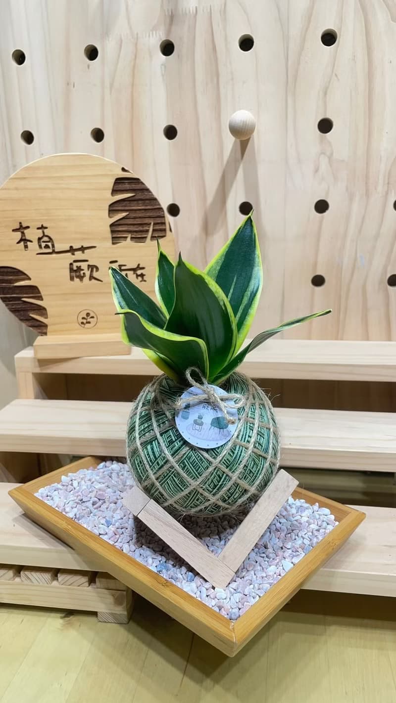 短虎尾蘭 手工製作 水苔球植物 室內植物 天然空氣清淨機