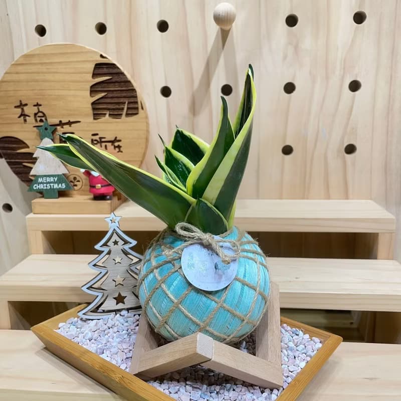 短虎尾蘭 手工製作 水苔球植物 室內植物 天然空氣清淨機