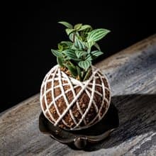 多葉蘭苔球 苔球植物 苔玉 適合室內植物 辦公室植物 交換禮物