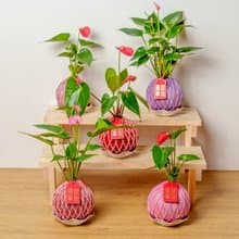 苔球植物 火鶴彩色苔球 苔玉 適合室內植物 母親節禮物