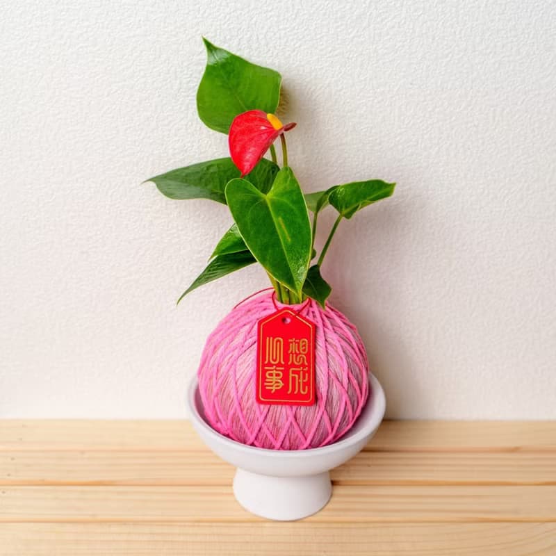 苔球植物 火鶴彩色苔球 苔玉 適合室內植物 母親節禮物