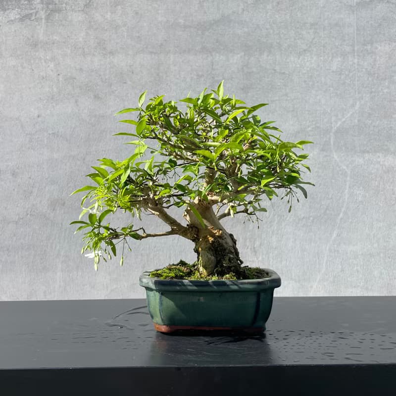 小品盆栽-香水梅 盆景 送禮