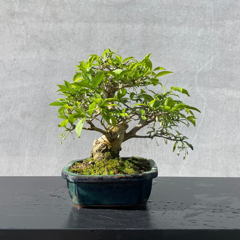 小品盆栽-香水梅 盆景 送禮