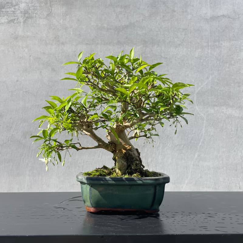 小品盆栽-香水梅 盆景 送禮
