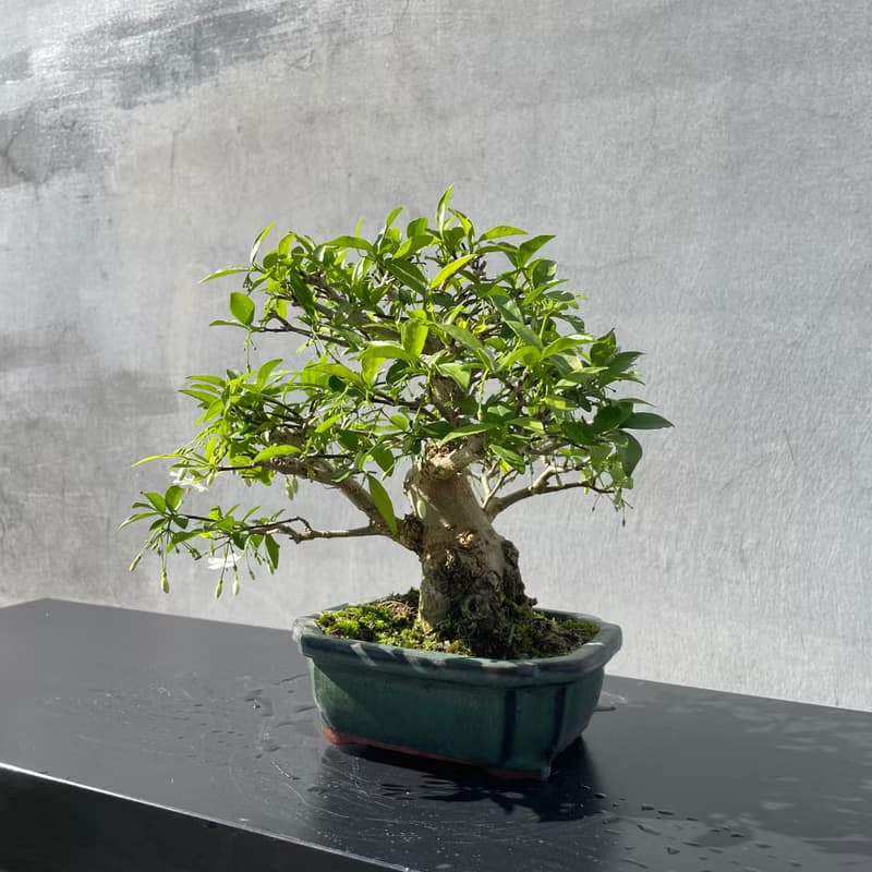 小品盆栽-香水梅 盆景 送禮