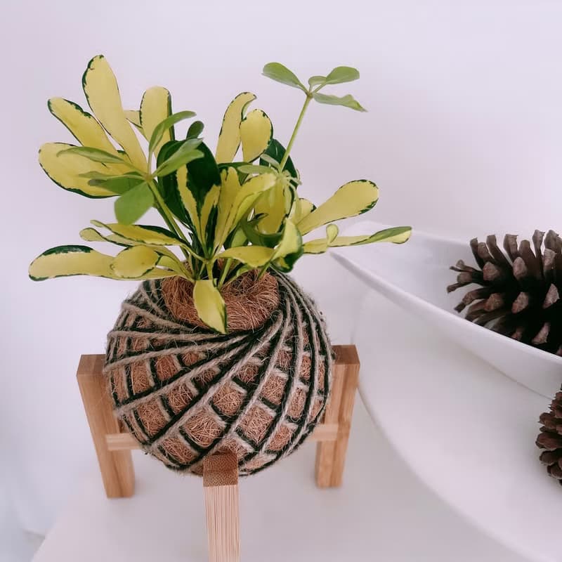 小苔球 斑葉鵝掌藤 植栽