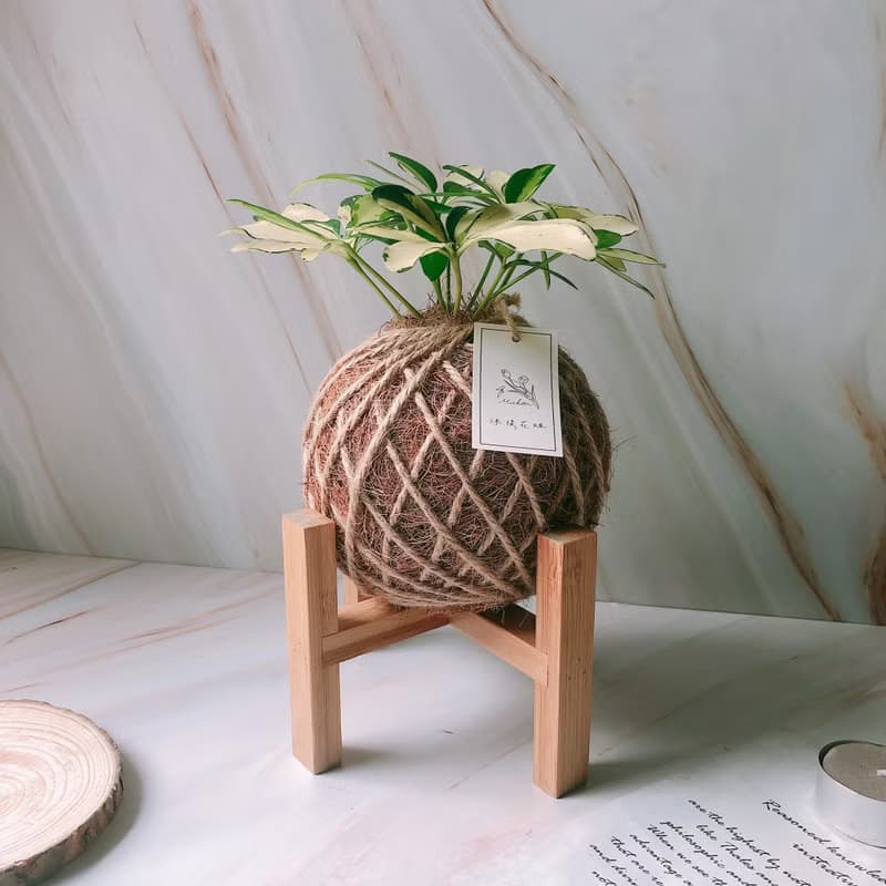 小苔球 斑葉鵝掌藤 植栽